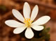 Sanguinaria s0052